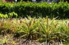 pineapples_small.jpg
